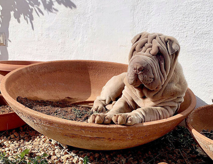 This Shar Pei Is Tricking People On The Internet Into Thinking He’s A Scrunched-Up Blanket (53 Pics) This Shar Pei Is Tricking People On The Internet Into Thinking He’s A Scrunched-Up Blanket (53 Pics)