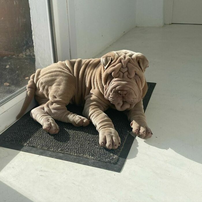 This Shar Pei Is Tricking People On The Internet Into Thinking He’s A Scrunched-Up Blanket (53 Pics) This Shar Pei Is Tricking People On The Internet Into Thinking He’s A Scrunched-Up Blanket (53 Pics)