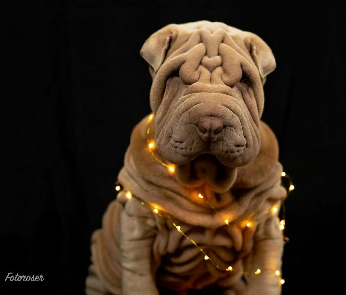 This Shar Pei Is Tricking People On The Internet Into Thinking He’s A Scrunched-Up Blanket (53 Pics) This Shar Pei Is Tricking People On The Internet Into Thinking He’s A Scrunched-Up Blanket (53 Pics)