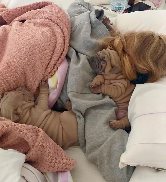 This Shar Pei Is Tricking People On The Internet Into Thinking He’s A Scrunched-Up Blanket (53 Pics) This Shar Pei Is Tricking People On The Internet Into Thinking He’s A Scrunched-Up Blanket (53 Pics)