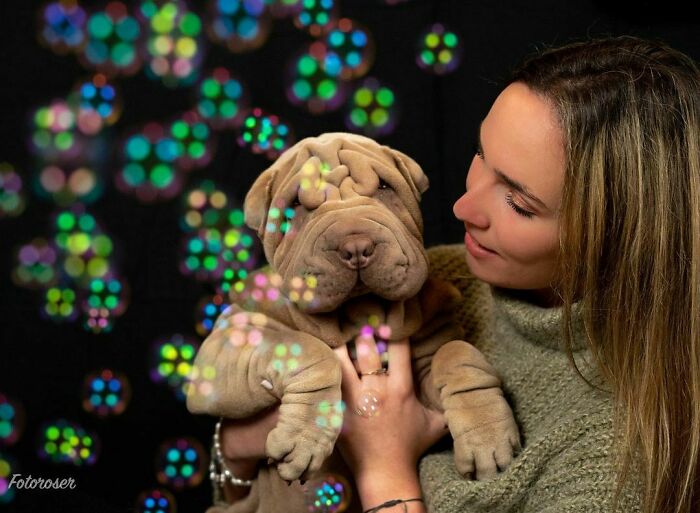 This Shar Pei Is Tricking People On The Internet Into Thinking He’s A Scrunched-Up Blanket (53 Pics) This Shar Pei Is Tricking People On The Internet Into Thinking He’s A Scrunched-Up Blanket (53 Pics)