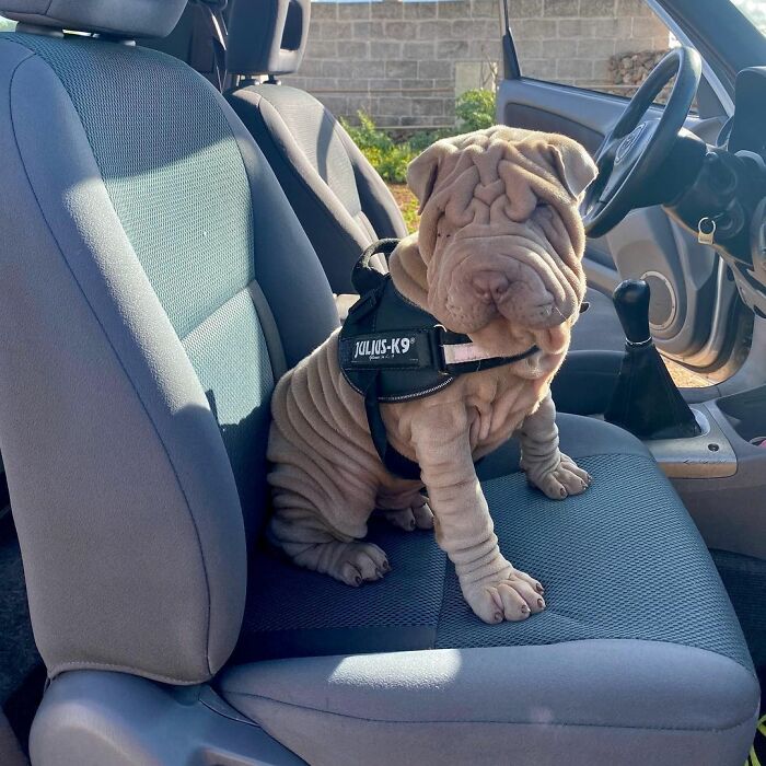 This Shar Pei Is Tricking People On The Internet Into Thinking He’s A Scrunched-Up Blanket (53 Pics) This Shar Pei Is Tricking People On The Internet Into Thinking He’s A Scrunched-Up Blanket (53 Pics)