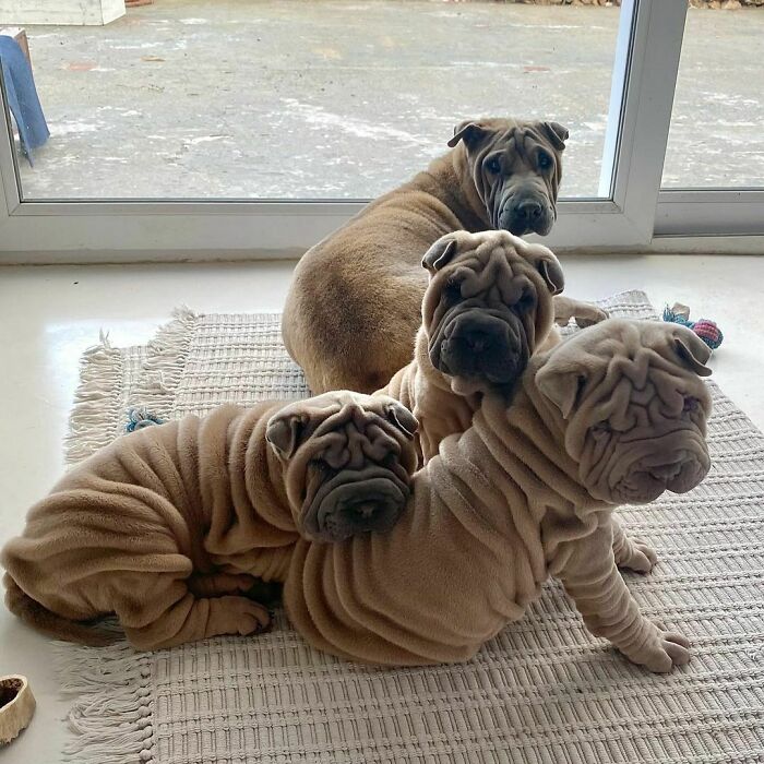 This Shar Pei Is Tricking People On The Internet Into Thinking He’s A Scrunched-Up Blanket (53 Pics) This Shar Pei Is Tricking People On The Internet Into Thinking He’s A Scrunched-Up Blanket (53 Pics)