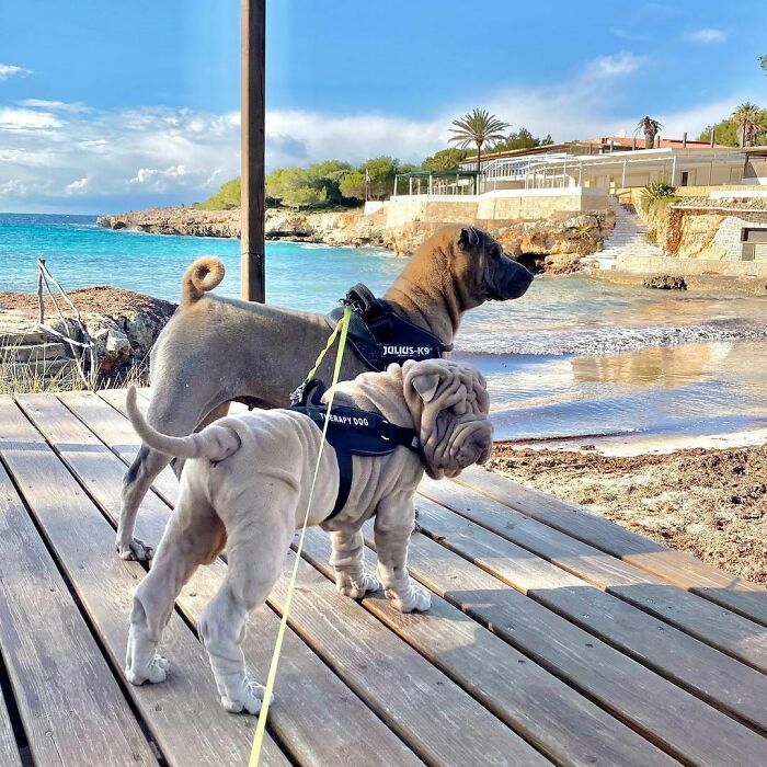 This Shar Pei Is Tricking People On The Internet Into Thinking He’s A Scrunched-Up Blanket (53 Pics) This Shar Pei Is Tricking People On The Internet Into Thinking He’s A Scrunched-Up Blanket (53 Pics)