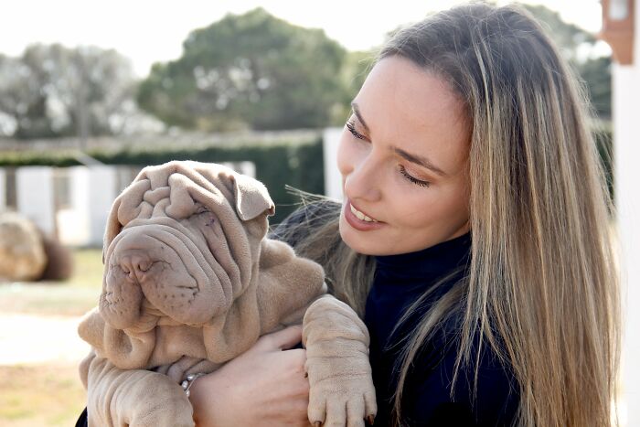 This Shar Pei Is Tricking People On The Internet Into Thinking He’s A Scrunched-Up Blanket (53 Pics) This Shar Pei Is Tricking People On The Internet Into Thinking He’s A Scrunched-Up Blanket (53 Pics)