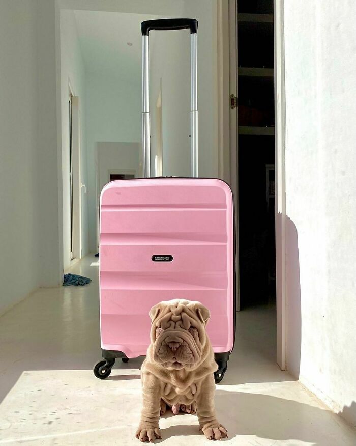 This Shar Pei Is Tricking People On The Internet Into Thinking He’s A Scrunched-Up Blanket (53 Pics) This Shar Pei Is Tricking People On The Internet Into Thinking He’s A Scrunched-Up Blanket (53 Pics)