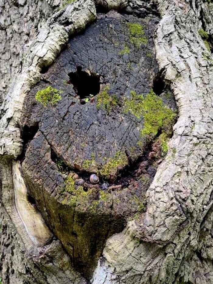 Hey Pandas, Have You Ever Come Across Something Resembling A Face And Taken A Pic? (Closed) Hey Pandas, Have You Ever Come Across Something Resembling A Face And Taken A Pic? (Closed)