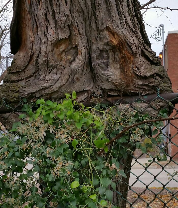 Hey Pandas, Have You Ever Come Across Something Resembling A Face And Taken A Pic? (Closed) Hey Pandas, Have You Ever Come Across Something Resembling A Face And Taken A Pic? (Closed)
