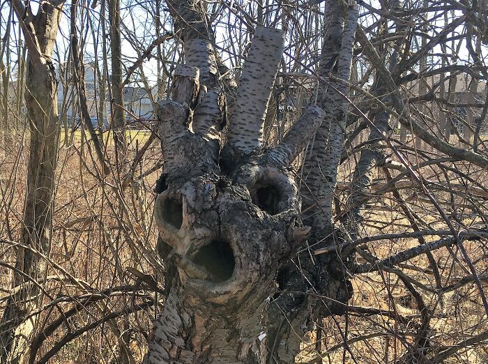 Hey Pandas, Have You Ever Come Across Something Resembling A Face And Taken A Pic? (Closed) Hey Pandas, Have You Ever Come Across Something Resembling A Face And Taken A Pic? (Closed)