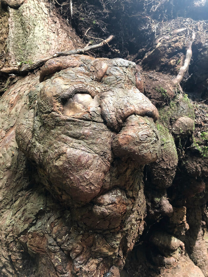 Hey Pandas, Have You Ever Come Across Something Resembling A Face And Taken A Pic? (Closed) Hey Pandas, Have You Ever Come Across Something Resembling A Face And Taken A Pic? (Closed)