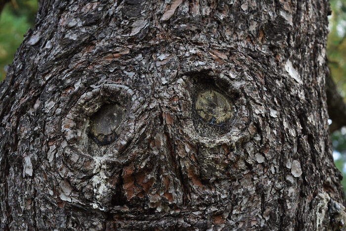 Hey Pandas, Have You Ever Come Across Something Resembling A Face And Taken A Pic? (Closed) Hey Pandas, Have You Ever Come Across Something Resembling A Face And Taken A Pic? (Closed)