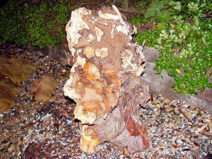 Hey Pandas, Have You Ever Come Across Something Resembling A Face And Taken A Pic? (Closed) Hey Pandas, Have You Ever Come Across Something Resembling A Face And Taken A Pic? (Closed)