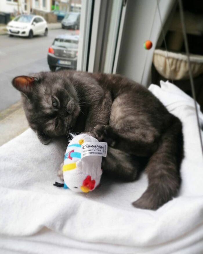 Woman Adopts A Cat That Was Ignored At The Shelter Because Of Her ‘Ugly’ Looks Woman Adopts A Cat That Was Ignored At The Shelter Because Of Her ‘Ugly’ Looks