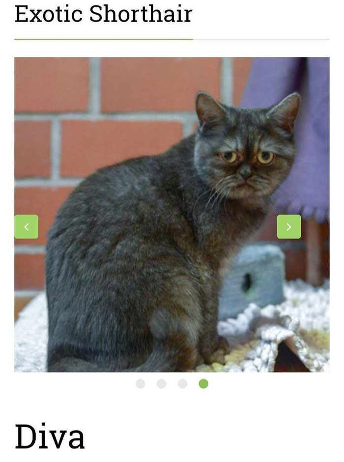 Woman Adopts A Cat That Was Ignored At The Shelter Because Of Her ‘Ugly’ Looks Woman Adopts A Cat That Was Ignored At The Shelter Because Of Her ‘Ugly’ Looks