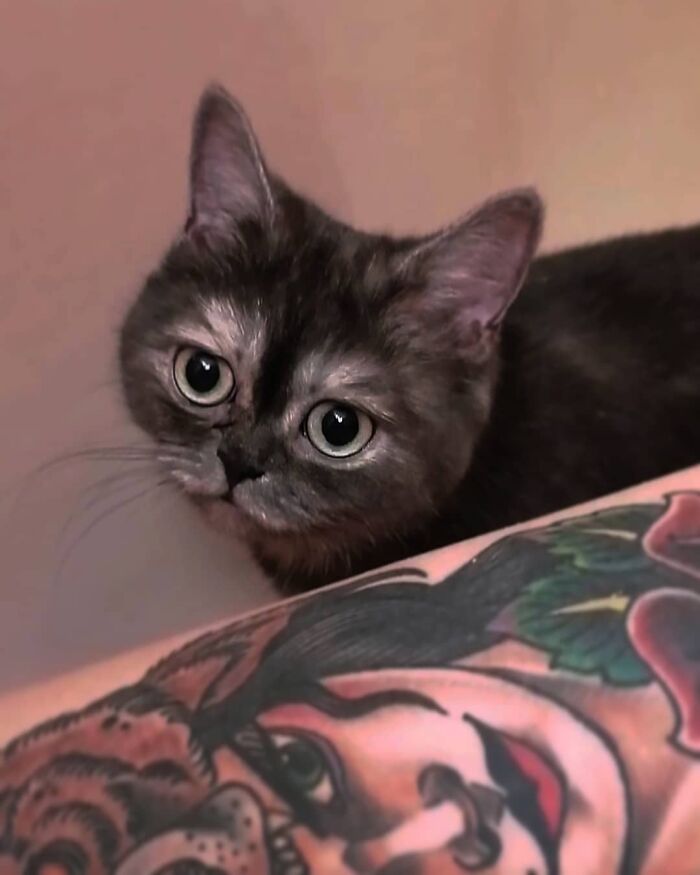 Woman Adopts A Cat That Was Ignored At The Shelter Because Of Her ‘Ugly’ Looks Woman Adopts A Cat That Was Ignored At The Shelter Because Of Her ‘Ugly’ Looks