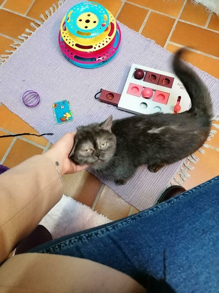 Woman Adopts A Cat That Was Ignored At The Shelter Because Of Her ‘Ugly’ Looks Woman Adopts A Cat That Was Ignored At The Shelter Because Of Her ‘Ugly’ Looks