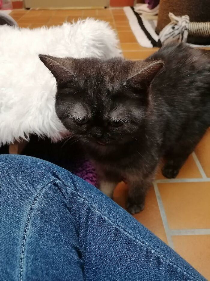 Woman Adopts A Cat That Was Ignored At The Shelter Because Of Her ‘Ugly’ Looks Woman Adopts A Cat That Was Ignored At The Shelter Because Of Her ‘Ugly’ Looks