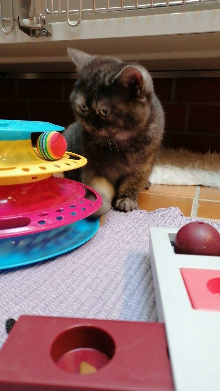 Woman Adopts A Cat That Was Ignored At The Shelter Because Of Her ‘Ugly’ Looks Woman Adopts A Cat That Was Ignored At The Shelter Because Of Her ‘Ugly’ Looks