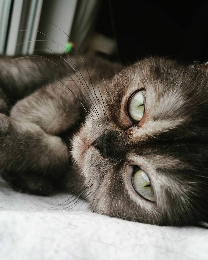 Woman Adopts A Cat That Was Ignored At The Shelter Because Of Her ‘Ugly’ Looks Woman Adopts A Cat That Was Ignored At The Shelter Because Of Her ‘Ugly’ Looks