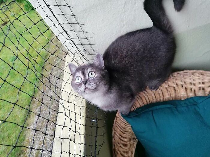 Woman Adopts A Cat That Was Ignored At The Shelter Because Of Her ‘Ugly’ Looks Woman Adopts A Cat That Was Ignored At The Shelter Because Of Her ‘Ugly’ Looks