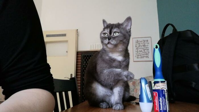 Woman Adopts A Cat That Was Ignored At The Shelter Because Of Her ‘Ugly’ Looks Woman Adopts A Cat That Was Ignored At The Shelter Because Of Her ‘Ugly’ Looks