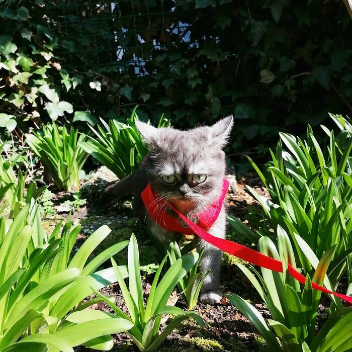 Woman Adopts A Cat That Was Ignored At The Shelter Because Of Her ‘Ugly’ Looks Woman Adopts A Cat That Was Ignored At The Shelter Because Of Her ‘Ugly’ Looks