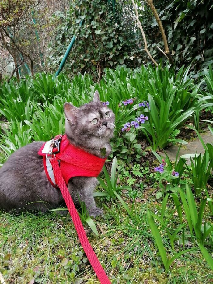 Woman Adopts A Cat That Was Ignored At The Shelter Because Of Her ‘Ugly’ Looks Woman Adopts A Cat That Was Ignored At The Shelter Because Of Her ‘Ugly’ Looks