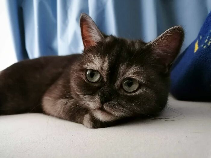 Woman Adopts A Cat That Was Ignored At The Shelter Because Of Her ‘Ugly’ Looks Woman Adopts A Cat That Was Ignored At The Shelter Because Of Her ‘Ugly’ Looks