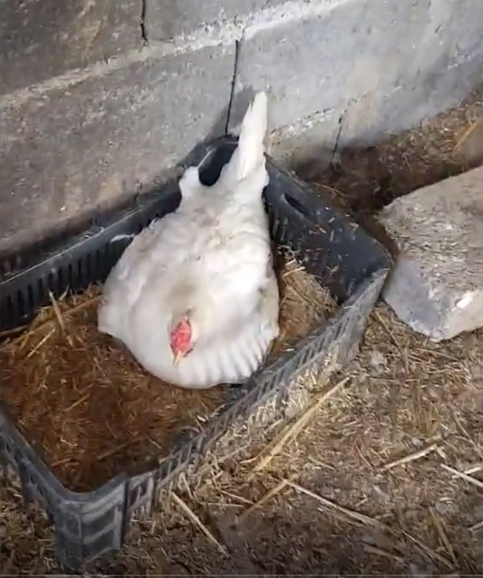 A Guy Finds His Chicken Taking Care Of Three Orphaned Kittens And Captures It In A Viral Video A Guy Finds His Chicken Taking Care Of Three Orphaned Kittens And Captures It In A Viral Video