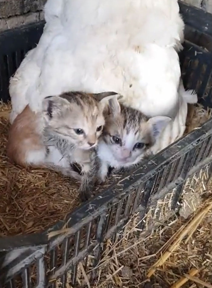 A Guy Finds His Chicken Taking Care Of Three Orphaned Kittens And Captures It In A Viral Video A Guy Finds His Chicken Taking Care Of Three Orphaned Kittens And Captures It In A Viral Video