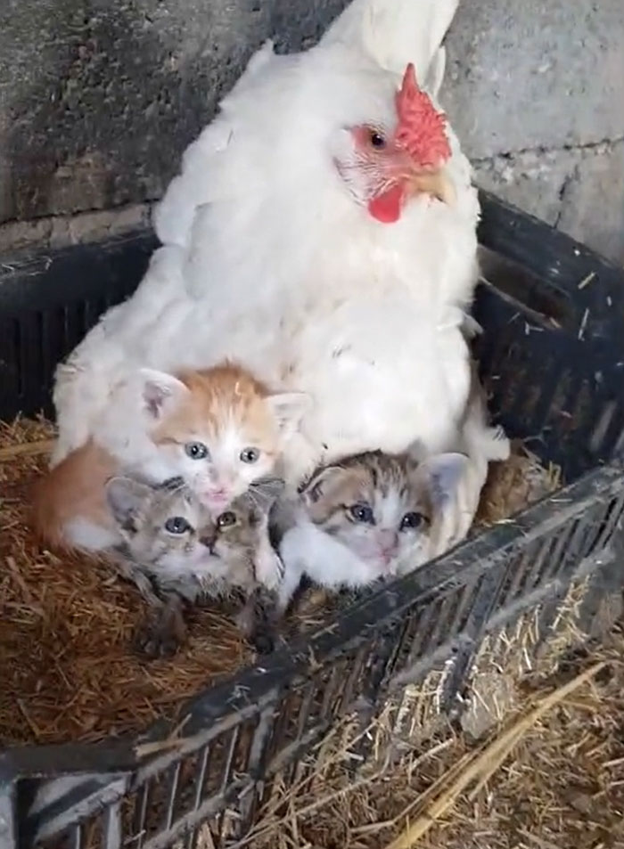 A Guy Finds His Chicken Taking Care Of Three Orphaned Kittens And Captures It In A Viral Video A Guy Finds His Chicken Taking Care Of Three Orphaned Kittens And Captures It In A Viral Video