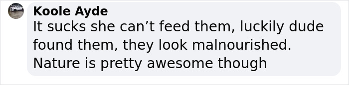 A Guy Finds His Chicken Taking Care Of Three Orphaned Kittens And Captures It In A Viral Video A Guy Finds His Chicken Taking Care Of Three Orphaned Kittens And Captures It In A Viral Video