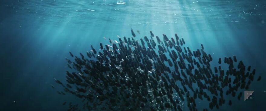 This Heartbreaking Animated Short Shows Plastic Waste Transforming Into Ocean Life