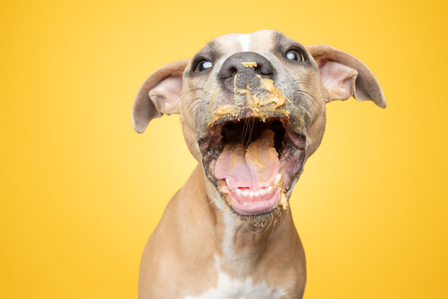 I Guarantee That Our Photos Of Rescue Puppies Eating Peanut Butter Might Make Your Day I Guarantee That Our Photos Of Rescue Puppies Eating Peanut Butter Might Make Your Day