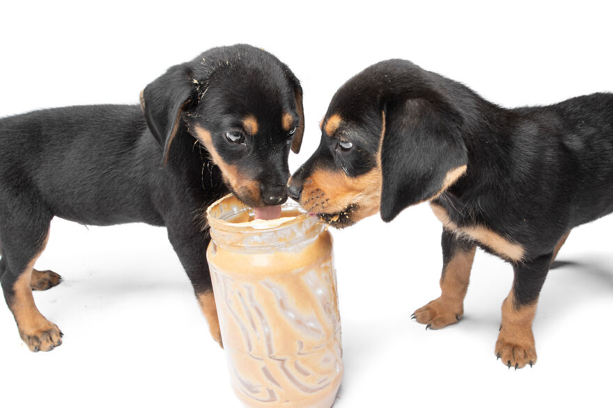 I Guarantee That Our Photos Of Rescue Puppies Eating Peanut Butter Might Make Your Day I Guarantee That Our Photos Of Rescue Puppies Eating Peanut Butter Might Make Your Day