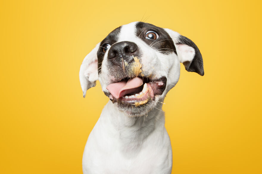I Guarantee That Our Photos Of Rescue Puppies Eating Peanut Butter Might Make Your Day I Guarantee That Our Photos Of Rescue Puppies Eating Peanut Butter Might Make Your Day
