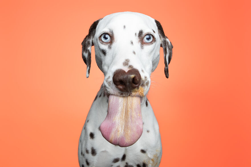 I Guarantee That Our Photos Of Rescue Puppies Eating Peanut Butter Might Make Your Day I Guarantee That Our Photos Of Rescue Puppies Eating Peanut Butter Might Make Your Day