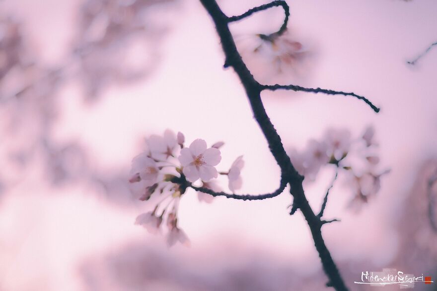 I Captured Sakura Blooming In Japan (25 Pics) I Captured Sakura Blooming In Japan (25 Pics)