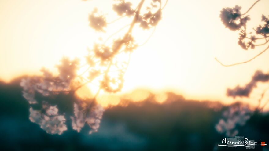 I Captured Sakura Blooming In Japan (25 Pics) I Captured Sakura Blooming In Japan (25 Pics)