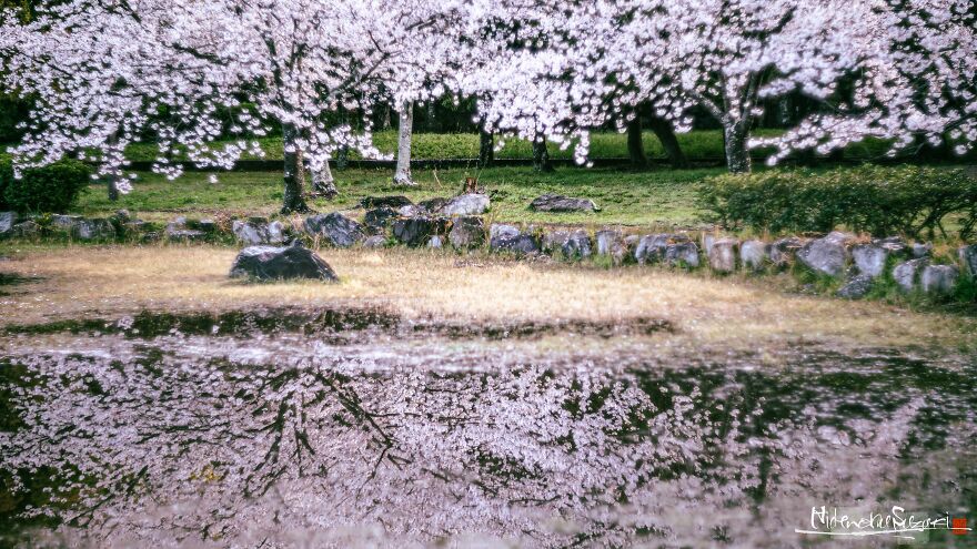 I Captured Sakura Blooming In Japan (25 Pics) I Captured Sakura Blooming In Japan (25 Pics)