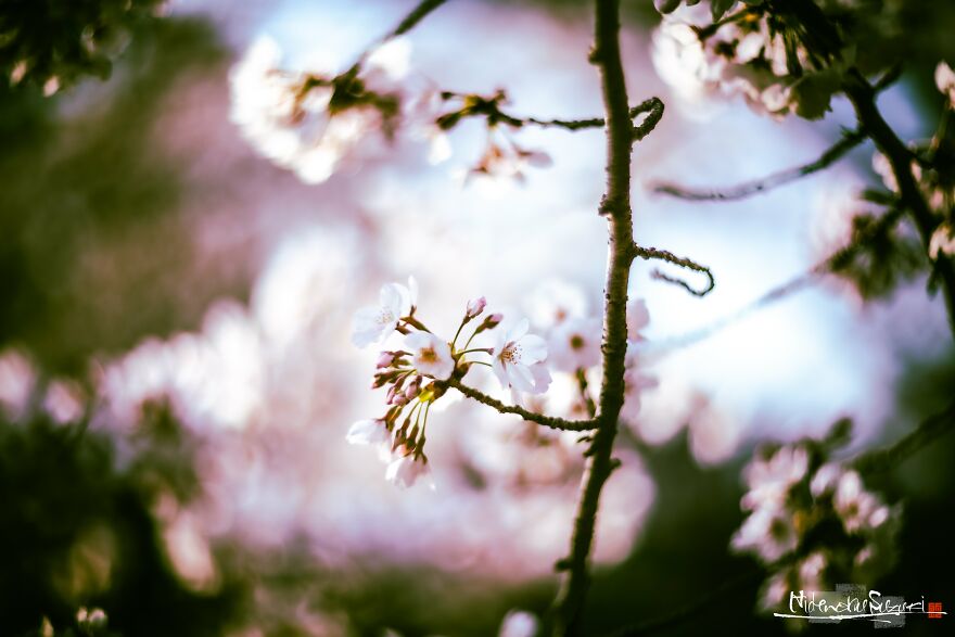 I Captured Sakura Blooming In Japan (25 Pics) I Captured Sakura Blooming In Japan (25 Pics)