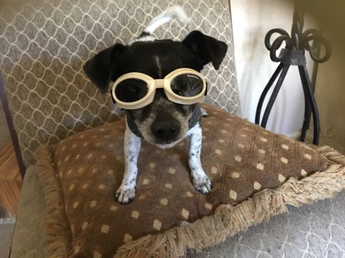 Hey Pandas, Post A Picture Of Your Dog Hey Pandas, Post A Picture Of Your Dog