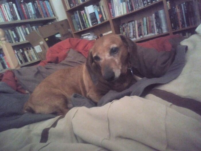 Hey Pandas, Post A Picture Of Your Dog Hey Pandas, Post A Picture Of Your Dog