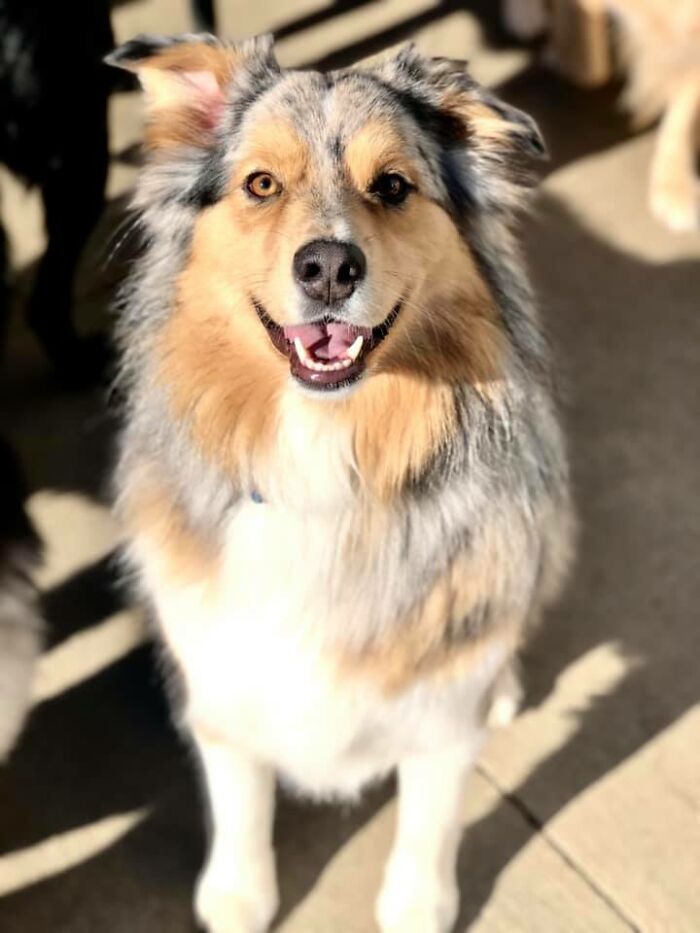 Hey Pandas, Post A Picture Of Your Dog Hey Pandas, Post A Picture Of Your Dog