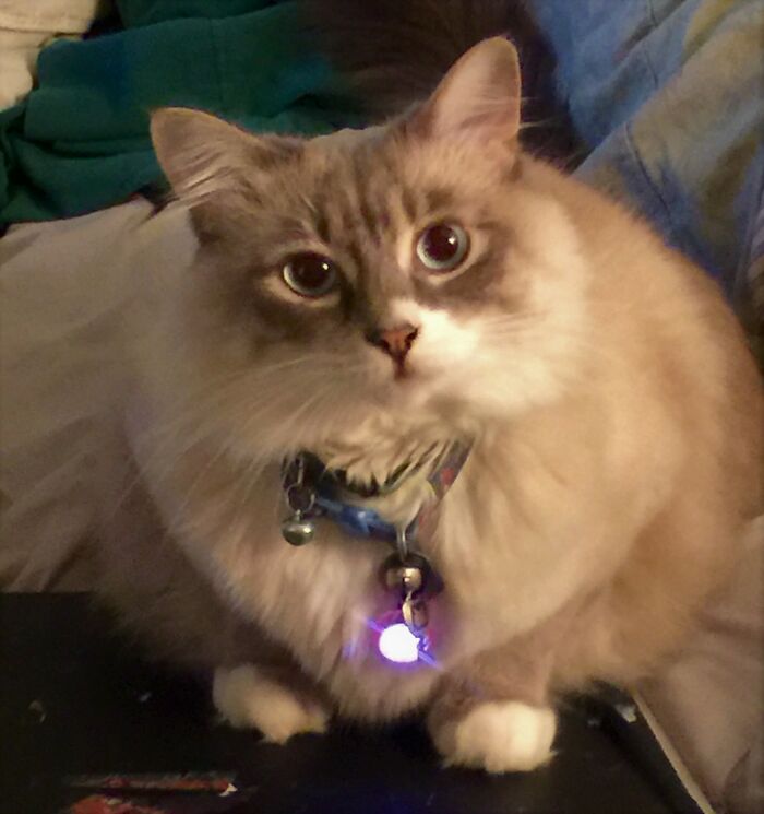 Hey Pandas, Post Your Most Wholesome Image Or Drawing Hey Pandas, Post Your Most Wholesome Image Or Drawing