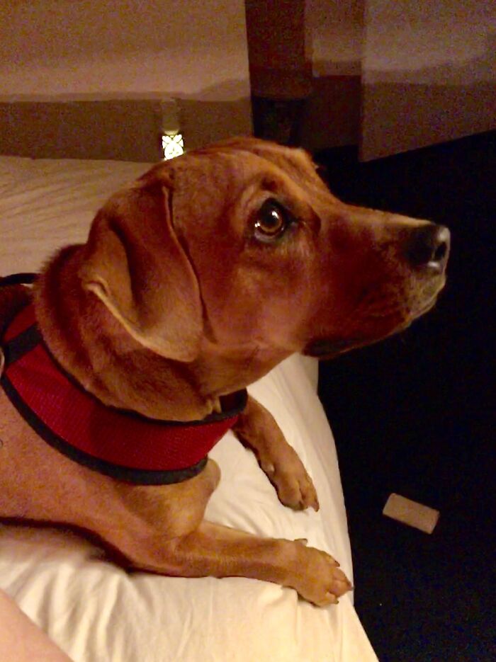 Hey Pandas, Post Your Most Wholesome Image Or Drawing Hey Pandas, Post Your Most Wholesome Image Or Drawing