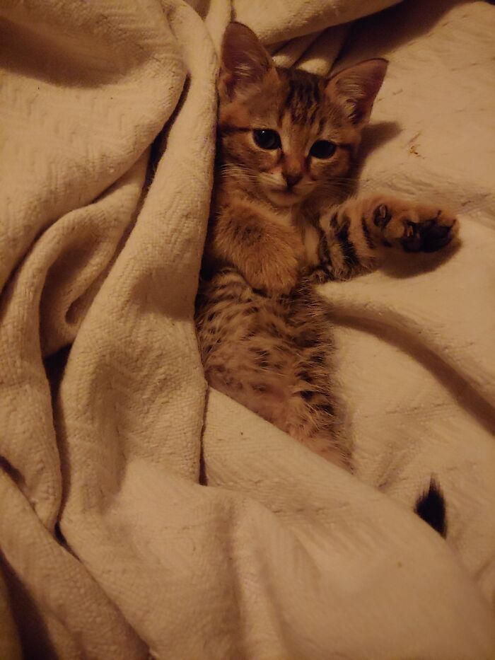 Hey Pandas, Post Your Most Wholesome Image Or Drawing Hey Pandas, Post Your Most Wholesome Image Or Drawing