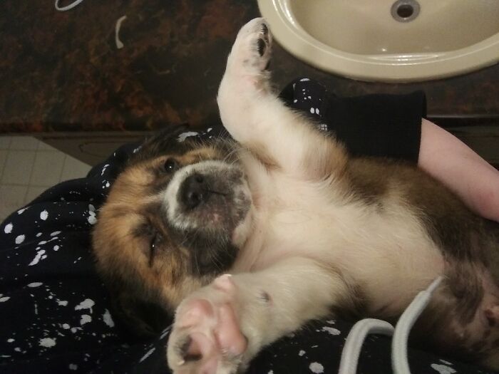 Hey Pandas, Post Your Most Wholesome Image Or Drawing Hey Pandas, Post Your Most Wholesome Image Or Drawing