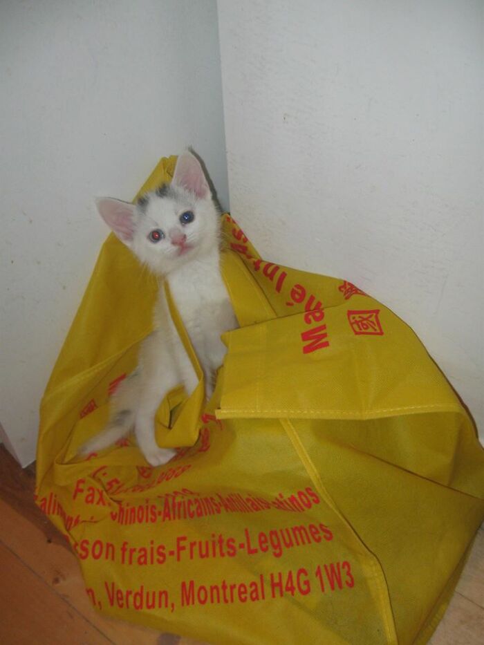 Hey Pandas, Post Your Most Wholesome Image Or Drawing Hey Pandas, Post Your Most Wholesome Image Or Drawing