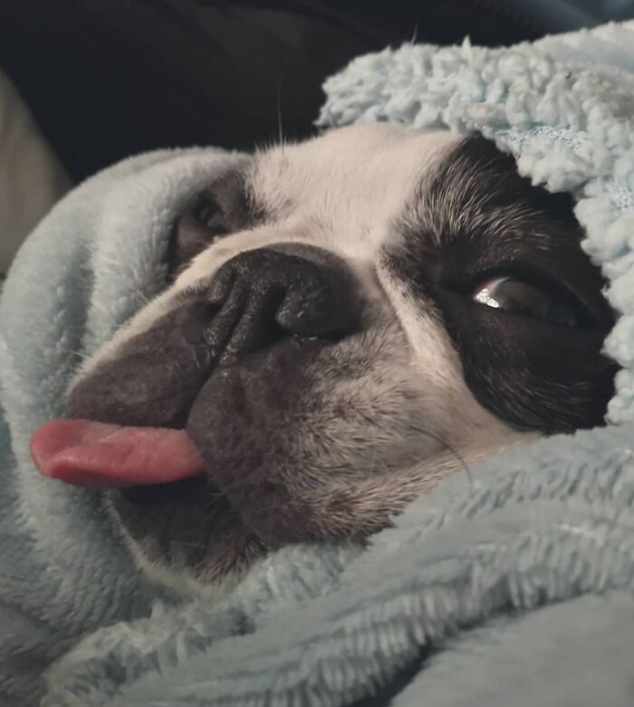 Hey Pandas, Post Your Most Wholesome Image Or Drawing Hey Pandas, Post Your Most Wholesome Image Or Drawing